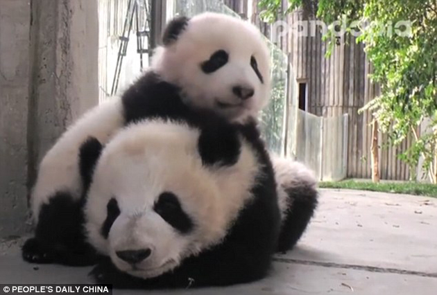 En video: ¡Adorable! Mira el cálido abrazo entre estos dos pandas
