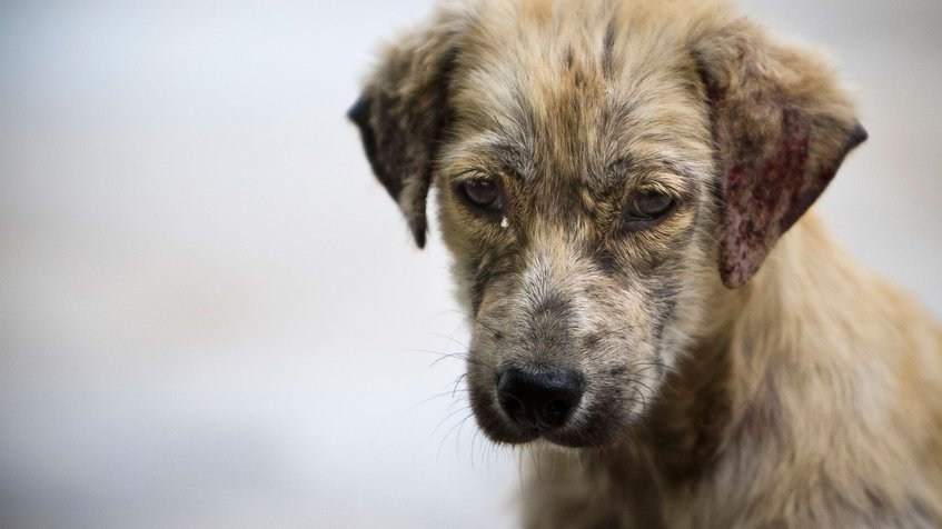 Los perros callejeros no tienen la culpa