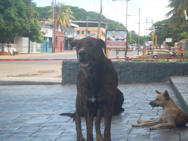 (VIDEO) Perros callejeros abundan en Valle de la Pascua