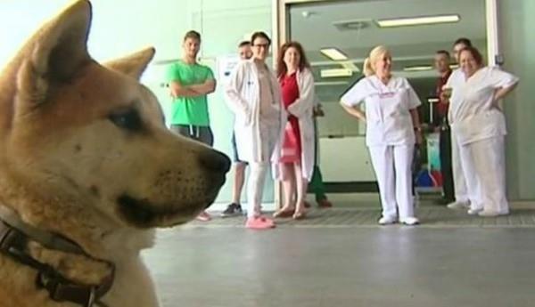 La perrita que esperó 6 días a su dueña en el hospital