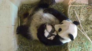 Nació otra hembra en el zoo de los pandas de Japón