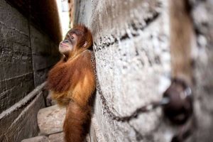 ¡Desgarrador! Un orangután en cautiverio se abrazaba a sí mismo para dormir