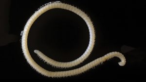 ¡Insólito! Hallan una desconocida criatura venenosa con 414 pies y cuatro penes