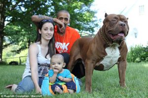 ¡Estremecedor! El Pitbull más grande del mundo funge como “niñera” de su familia
