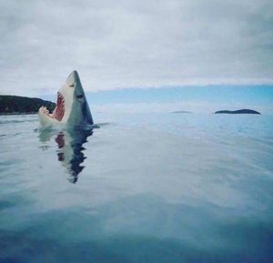 La foto del tiburón, la conmoción y el lego que se volvió viral (+detalles)