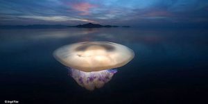 Medusas causan pánico en maratón acuático en Brasil y dejan más de 60 heridos