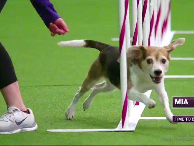 Esta perrita despistada perdió el concurso de agilidad, pero enamoró a internet