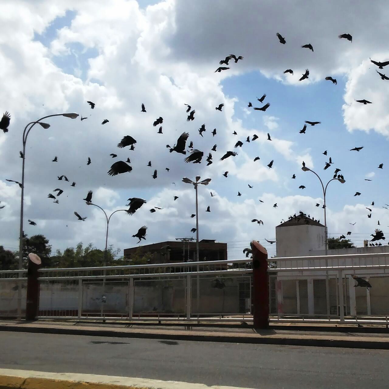 FOTOS || Zamuros invadieron Plaza de la Revolución (antigua Plaza Kuo)