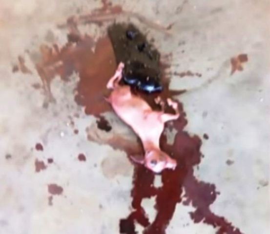 VIDEO || Mujer dio a luz a una cabra luego de dos años de embarazo