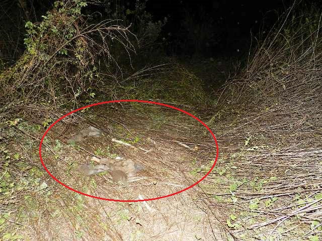 Osamenta humana de hombre desaparecido hace dos meses fue localizada