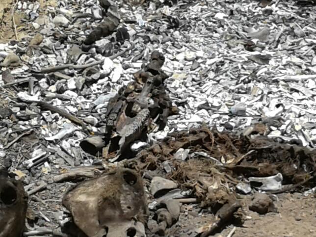 Capturados dos sujetos que mataban burros y su carne la comercializaban para consumo humano