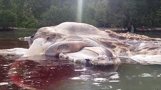 [:es]INCREÍBLE. Cadáver de una criatura gigante encontrado en Indonesia (+Video)[:]