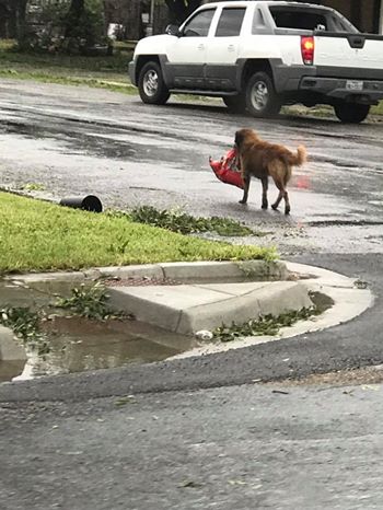 [:es]OTIS. El perro que huyo del huracan «Harvey» pero no olvido su bolsa de croquetas[:]