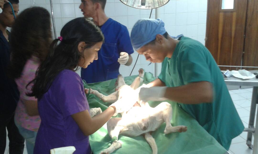 [:es]Realizan II jornada de esterilización de perros y gatos en situación de calle [:]