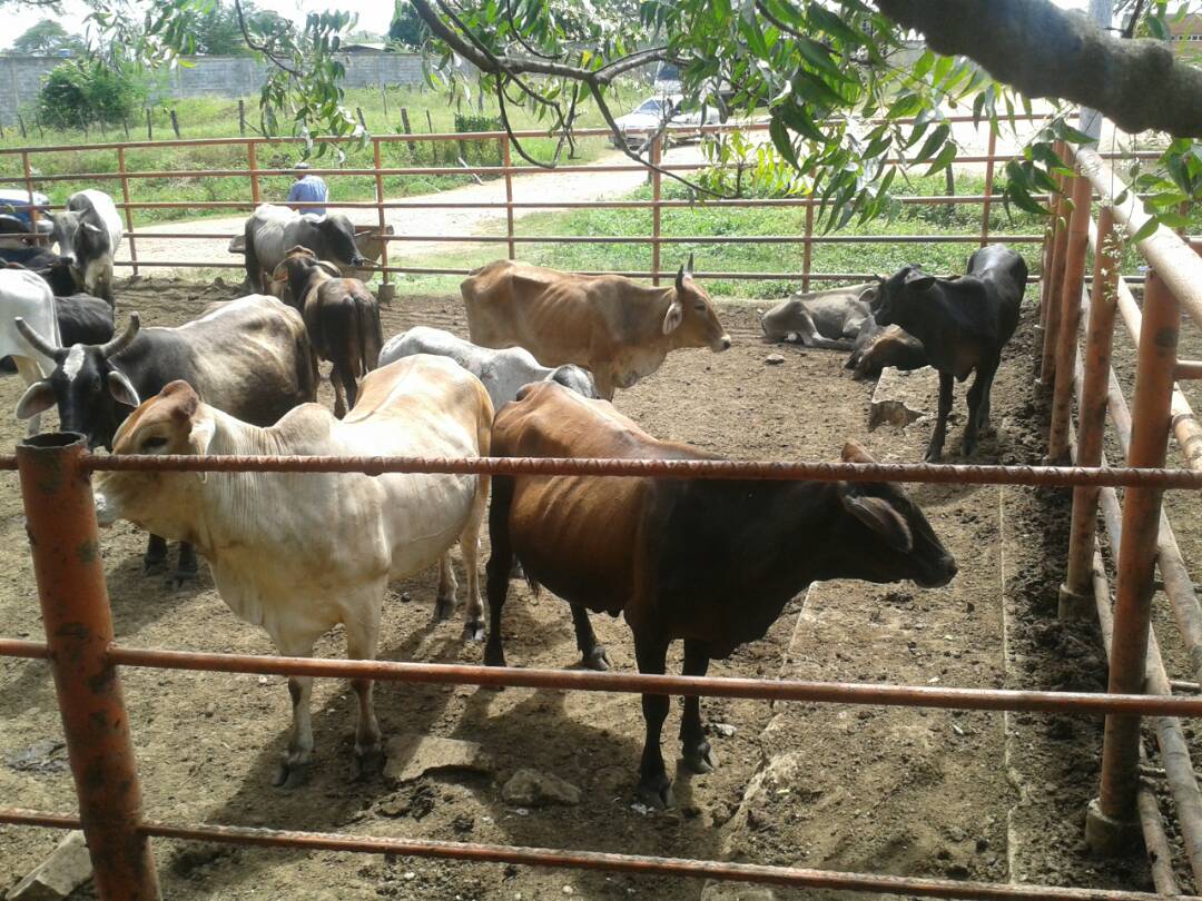 [:es]Tras enfrentamiento recuperaron reses hurtadas[:]