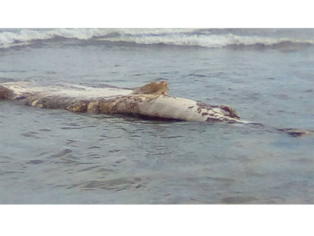 [:es]Tiburón ballena fue encontrado muerto en una playa de Margarita[:en]Hallan muerto a un tiburón ballena en una playa de Margarita[:]