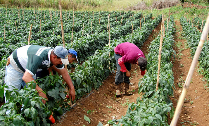 [:es]Mano de obra venezolana desplaza a la colombiana[:]