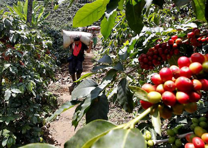 [:es]Venezolanos que hoy recogen café en Colombia[:]