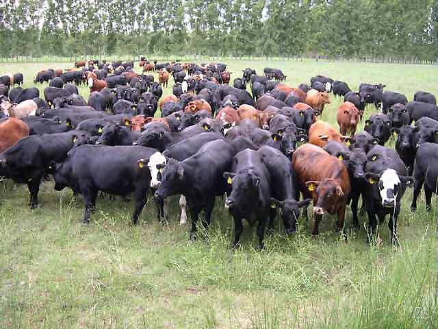 [:es]Temen que Gobierno se meta en las fincas a sacar ganado[:]