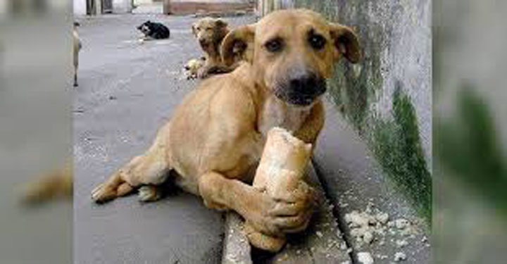 [:es]Abandono de mascotas: un reflejo de la crisis económica[:]