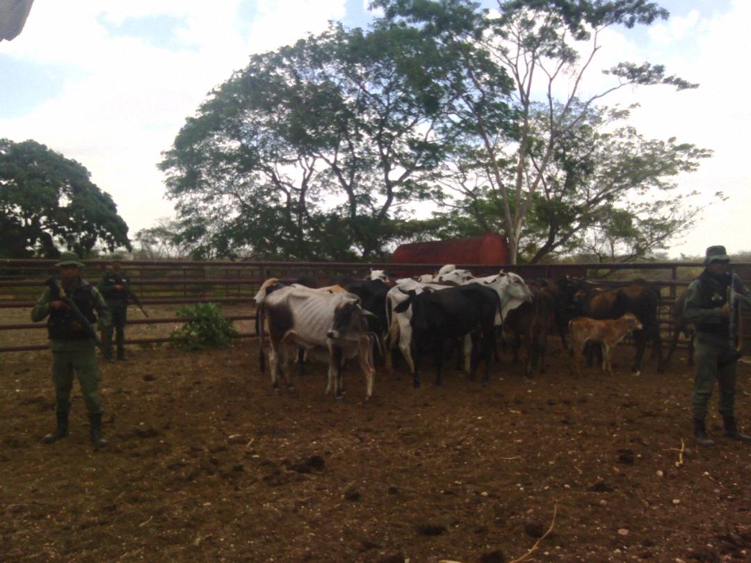 [:es]Robo de ganado sigue azotando a productores guariqueños[:]