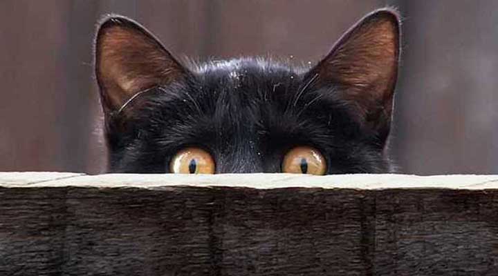 [:es]GUAOO. Atrapan gatos entrenados que llevaban celulares a presos[:]