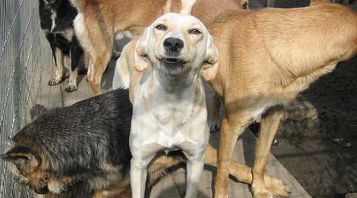 [:es]VENEZUELA. Las mascotas también sufren la crisis económica[:]