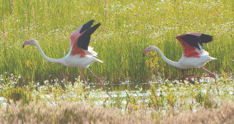 [:es]Donde disfrutar de la fiesta rosa del flamenco[:]