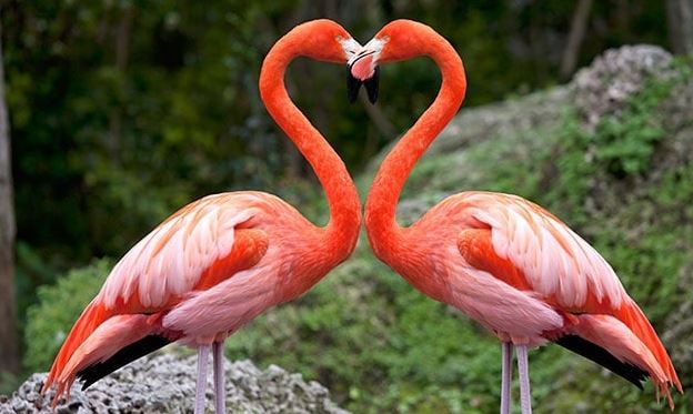 [:es]Los Viajeros más impresionantes de la naturaleza son los Flamencos Rosa[:]