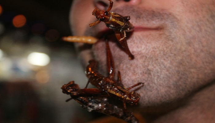 [:es]¿Los insectos pueden ser homosexuales?[:]