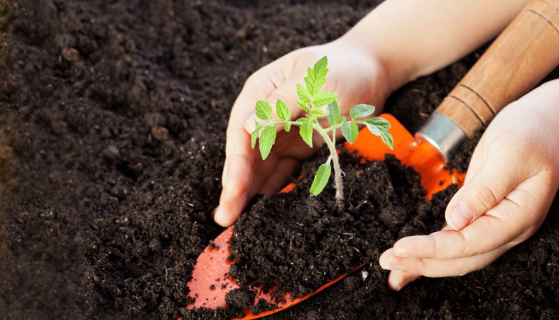 [:es]Una opción viable para cosechar tus propias verduras en casa[:]