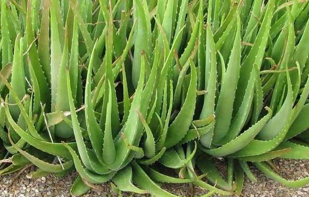 [:es]Una planta con muchas propiedades y al alcance de todos[:]