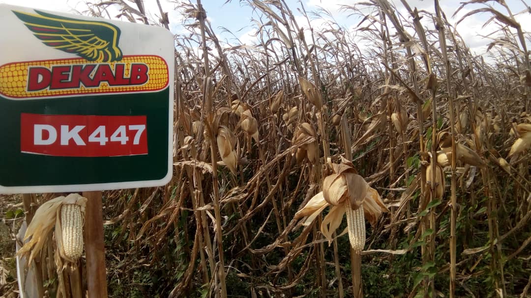 «Los nuevos precios del maíz solo benefician a la agroindustria», dijo Rafael Meza