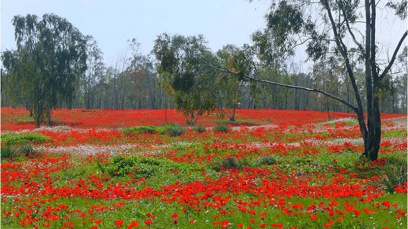 Destinos mágicos de Israel