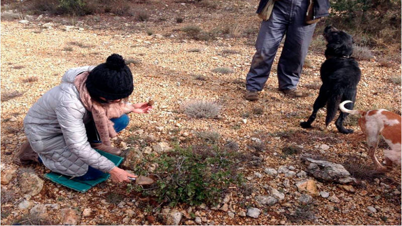 Capturando trufas negras en Soria