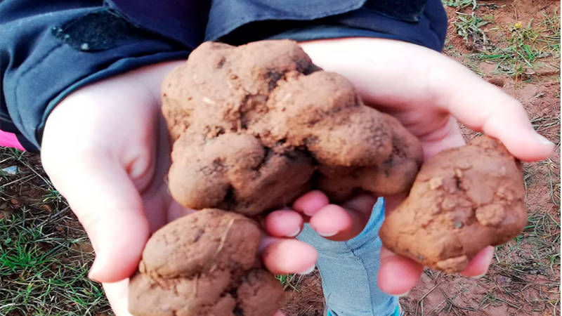 Trufas negras de Soria