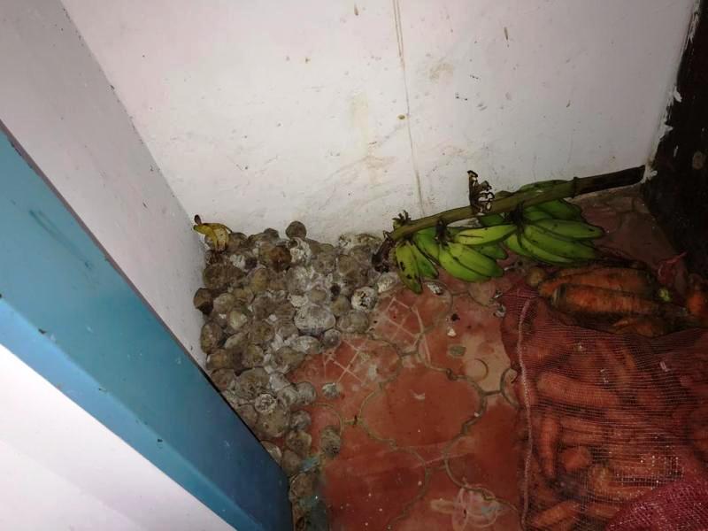 Comida podrida encontrada dentro de la vivienda. 