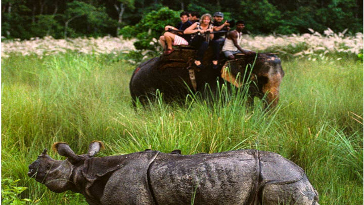 Un espectáculo que solo se vive una vez, el rinoceronte unicornio
