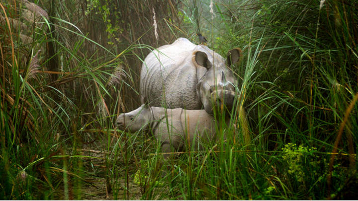 Momentos poco visto de esta hermosa especie en extinción protegida por el parque 