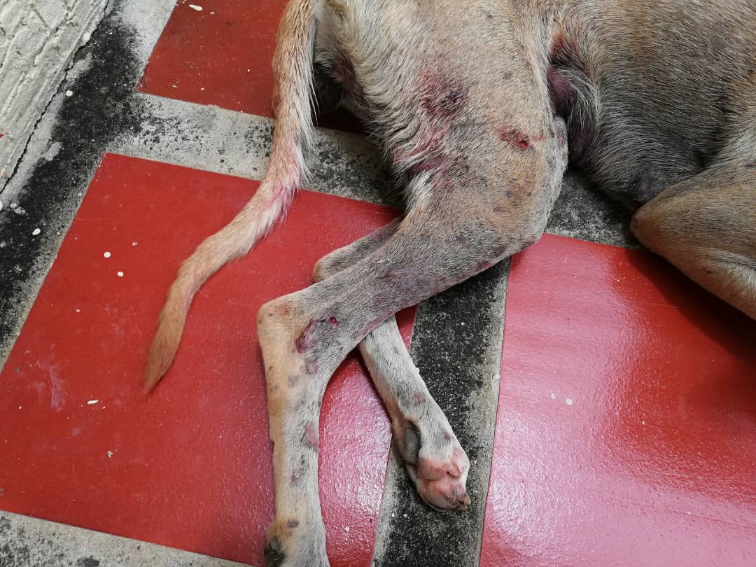Asi quedó luego de ser atacada por el otro animal, promovido como se ve en el vídeo por el sujeto