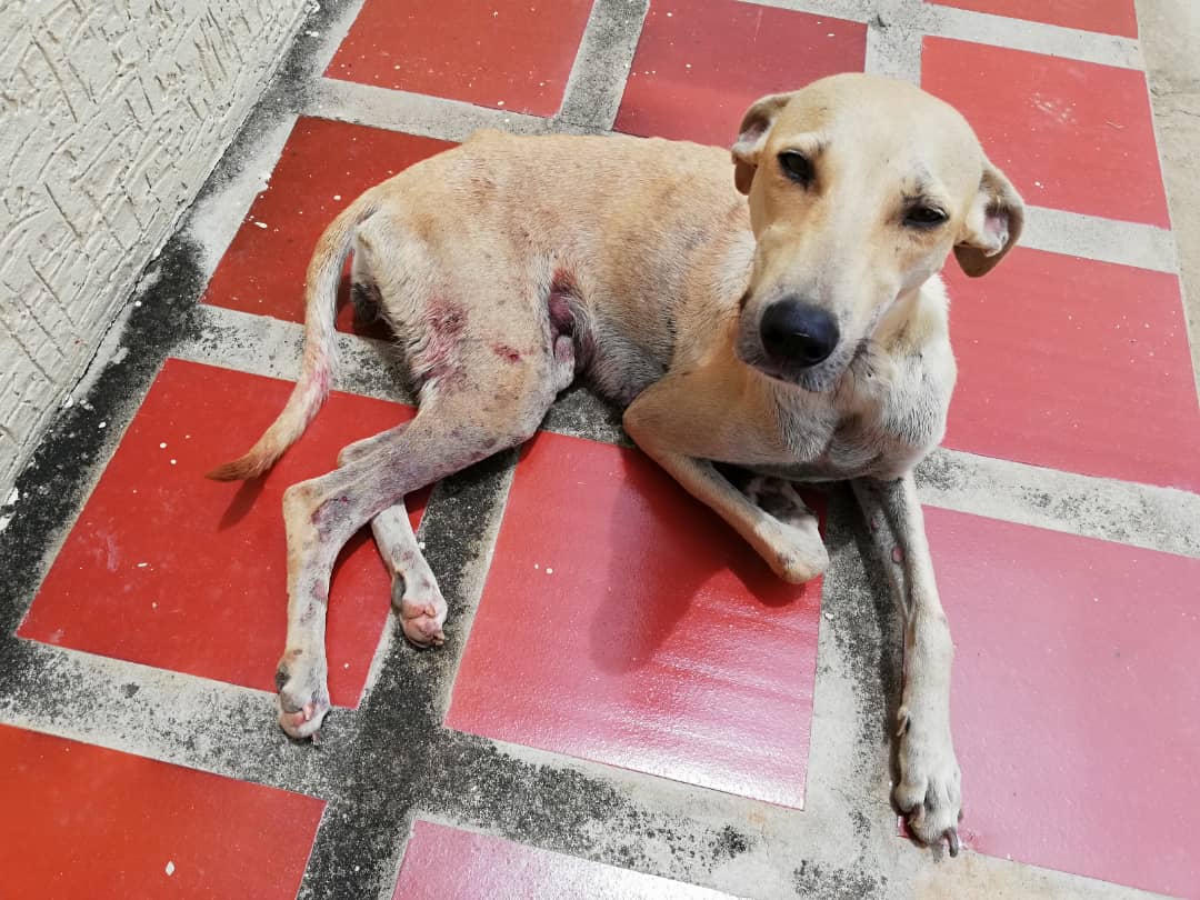 [:es]Capturan al «mata perro» de Los Bolivarianos[:]