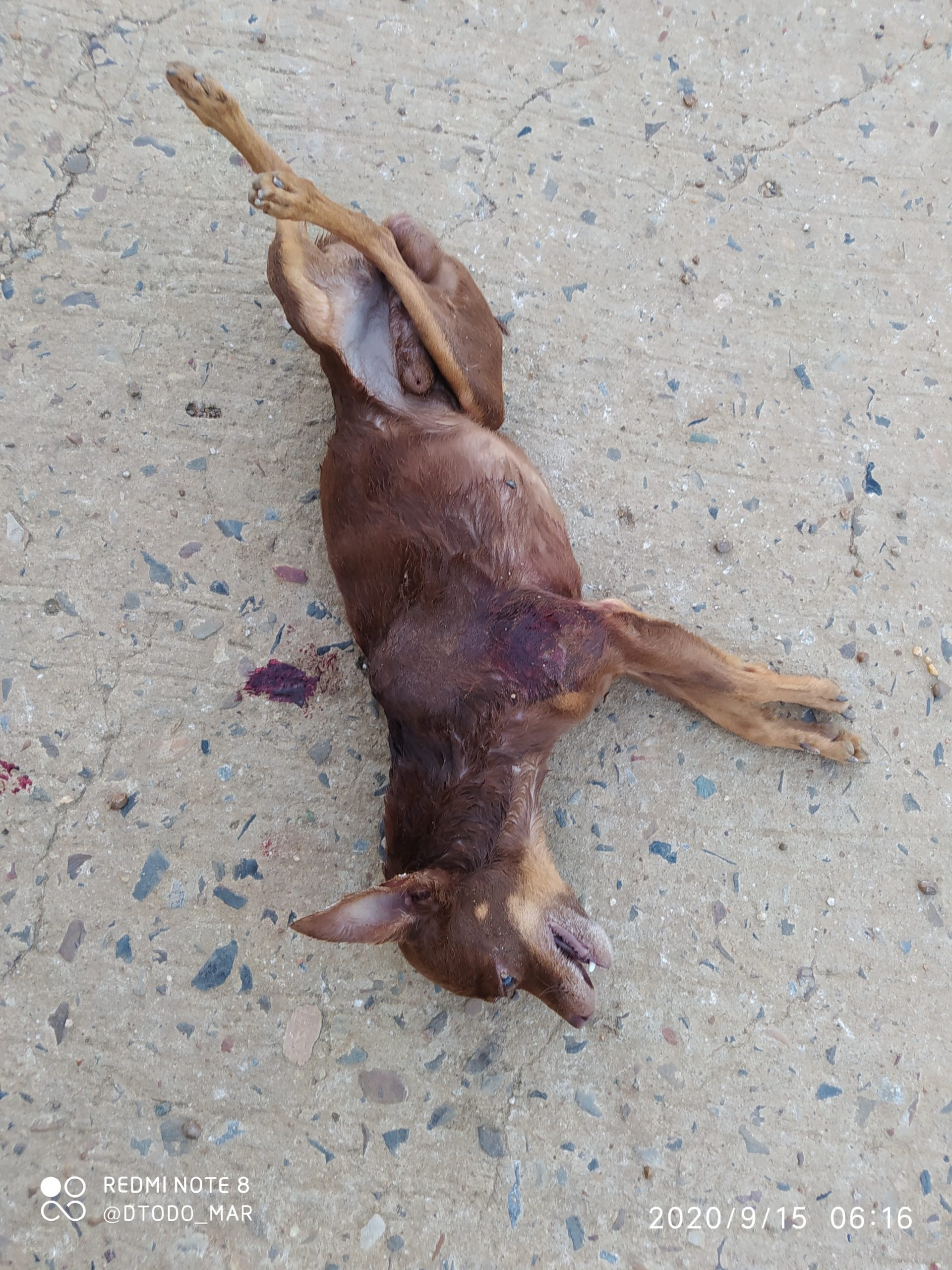 Perrita que fue al parecer asesinada por el perro del sujeto.