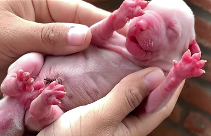 [:es]FOTOS. Nació un perro con cinco patas [:]