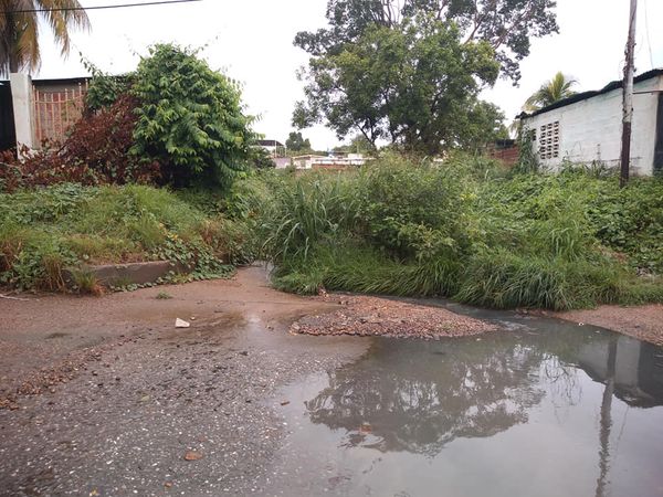 [:es]Nubes de zancudos atacan a vecinos de La Púa y La Represa[:]