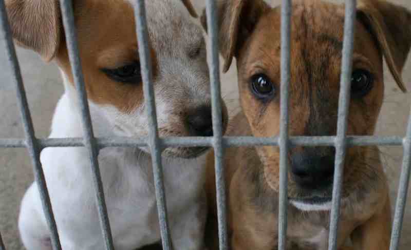 [:es]Maltrato animal dejará de ser falta para ser un delito[:]