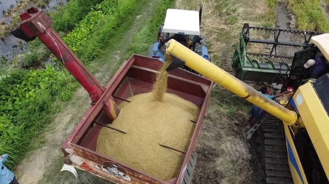 [:es]Mas de 33 mil hectáreas de arroz paddy, se cosecharan en Guárico[:]