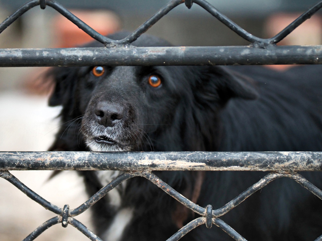 [:es]Estados Unidos prohibió la entrada de perros desde Venezuela por riesgo de rabia[:]
