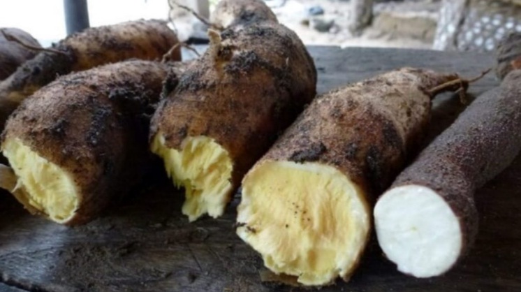 [:es]Niño murió envenenado con yuca amarga[:]