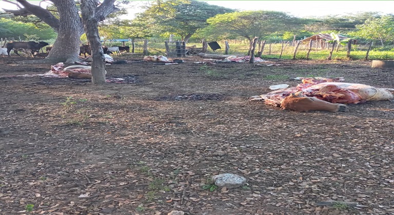 [:es]Continúa el robo y descuartizamiento de ganado en fincas del municipio Miranda de Guárico[:]