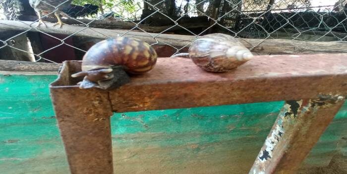 [:es]Caracol africano invade los alrededores del Lago de Maracaibo[:]